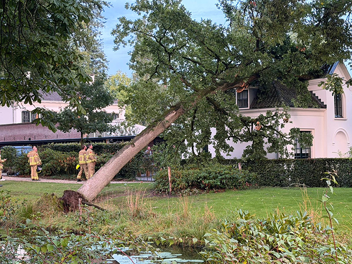 Boom op Kasteel Staverden