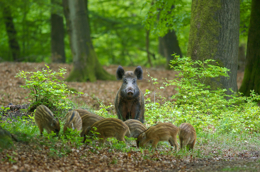 Wild zwijn met jongen Fotograaf Gerrit Rekers