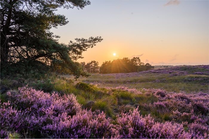 Hei foto Gerrit Rekers