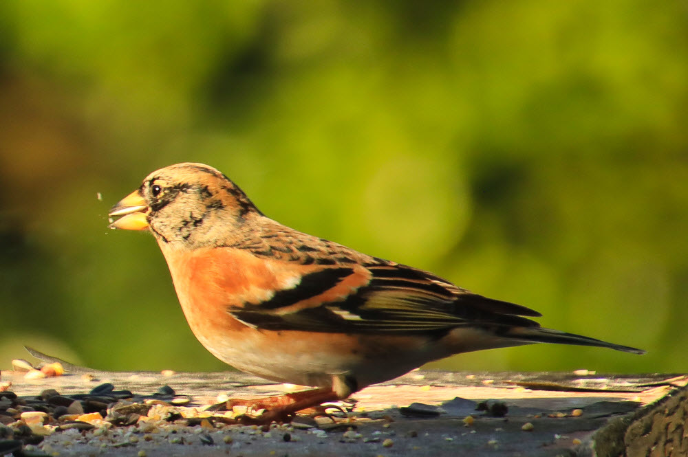 de Keep vogel Hage Fotografie