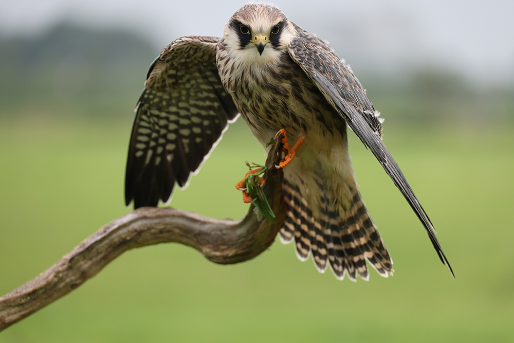 Roodpootvalk foto Jan Willem Hage