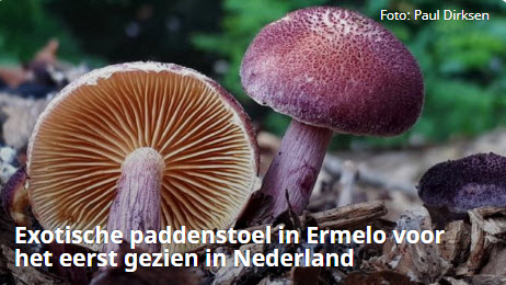 Exotische paddenstoel Gymnopilus dilepis Foto Paul Dirksen