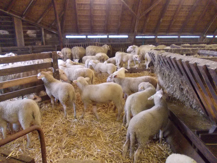 Lammetjes bij schaapskooi Ermelo