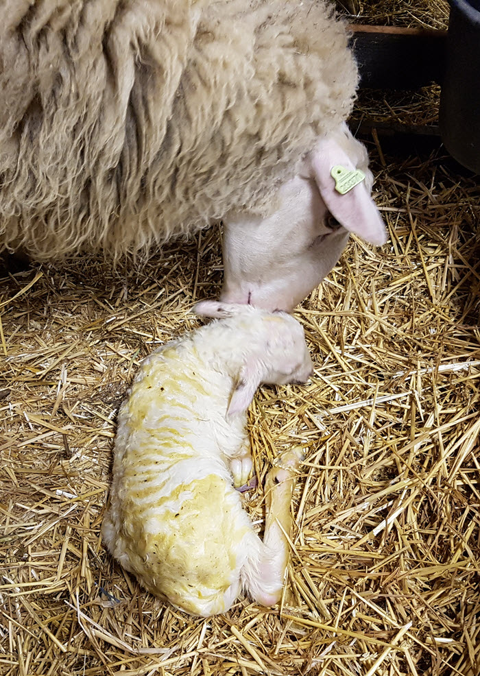 Eerste lammetje Andre geboren in Ermelo