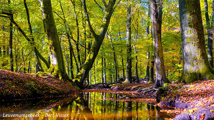 Leuvenumse Bos 