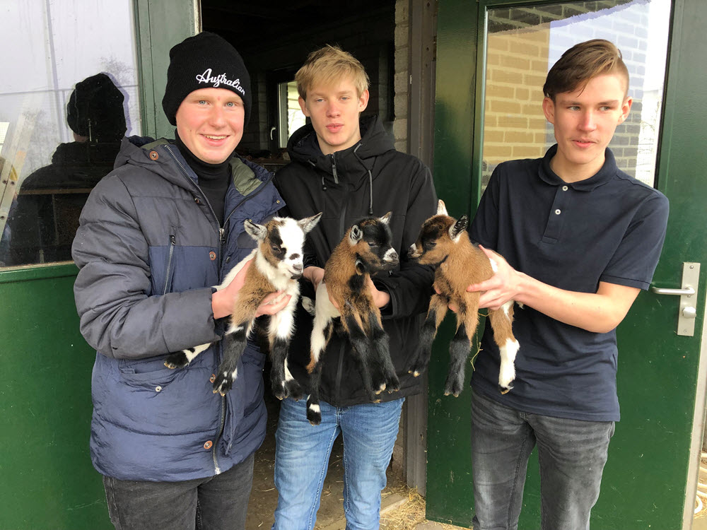 Geitjes geboren Groevenbeek