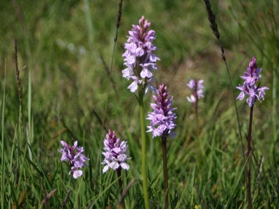 Op zoek naar bijzondere planten op landgoed Staverden