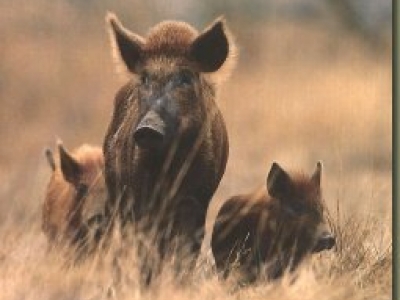 Zwijnen en jonge biggen op gortdroge Veluwe in problemen