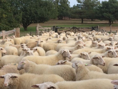 Derde Ermelose  Natuurwerkdag samen met de jarige Stichting Schapedrift