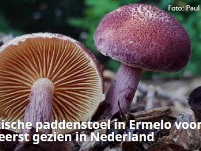 Exotische paddenstoel in Ermelo voor het eerst gezien in Nederland