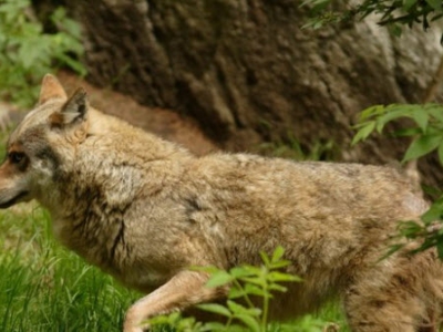 Vrijwilligersnetwerk legt wolf vast op cameraval Veluwe (video)