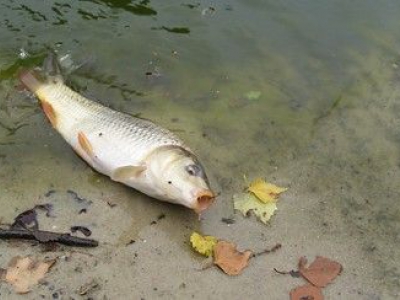 Geen vissen in waterberging Zandkamp