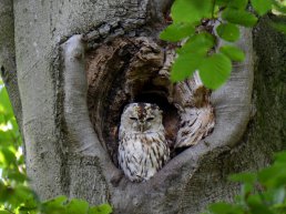 In het donker op pad met de boswachter in het Speulderbos op zoek naar de bosuil