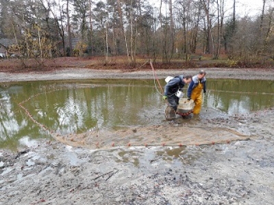 Vissen uit plas van Beek gehaald