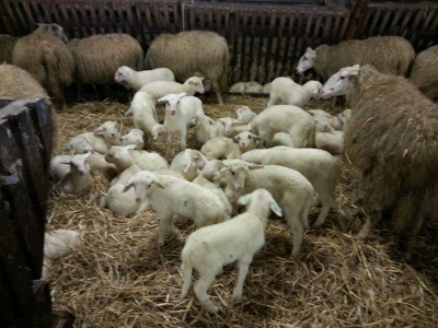 Activiteiten voorjaarsvakantie: Lammetjes en voorjaar bij schaapskooi Ermelo