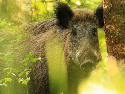 Wildsafari op de Veluwe bij Ermelo