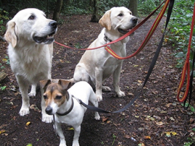 Veilig met je hond in het bos