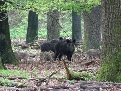 Wildontmoetingen centraal bij NMP Ermelo