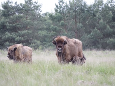 Wisentgeboorte op de Veluwe