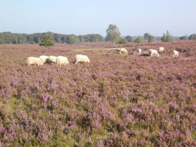 Mogelijk honderden nieuwe grafheuvels ontdekt op de Veluwe