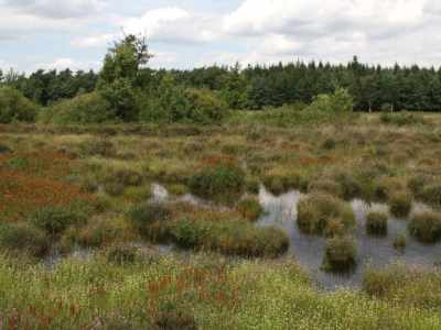 Bos- en heidewandeling op landgoed Staverden