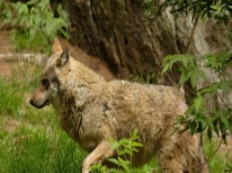 Wolf doodt 14 schapen, dodelijkste aanval in Gelderland tot nu toe
