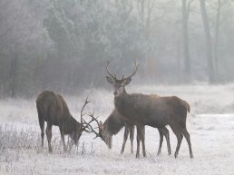 Dierenweetjes