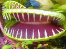 Groei & Bloei lezing over vleesetende planten
