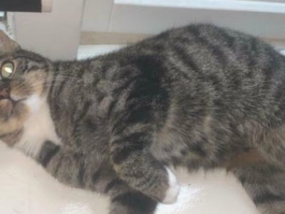 De cypers bruin witte poes Bella wordt vermist in Ermelo