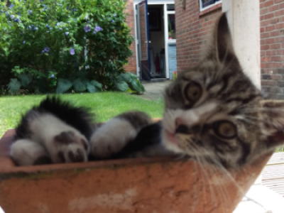 Vermiste en gevonden huisdieren Ermelo