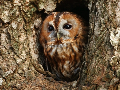 Bosuilenexcursie rond de Schaapskooi