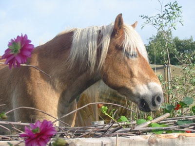 Opruimplicht voor paardenpoep 