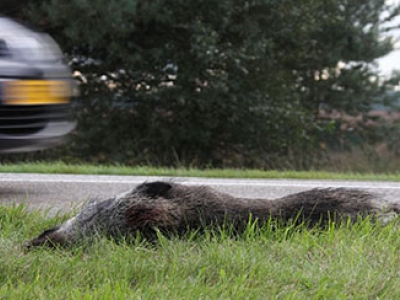 Pas op voor overstekend wild