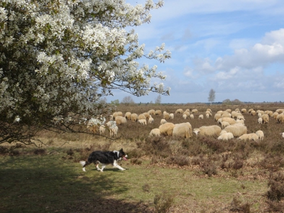 Werk bij schaapskooi Ermelo gaat door