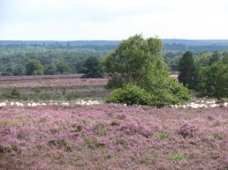 Prikkelende Pinksterwandeling