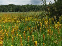 Bijzondere plantenwandeling op landgoed Staverden