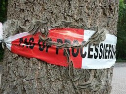 Bestrijding van de eikenprocessierups