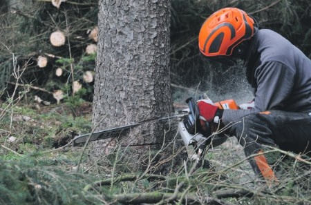 Bomenkap door droogte in de gemeente Ermelo