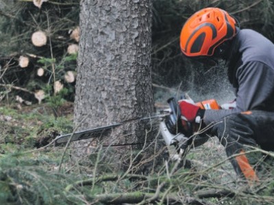 Bomenkap door droogte in de gemeente Ermelo