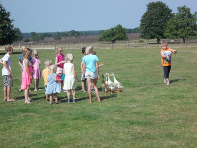 Loopeenden drijven bij schaapskooi Ermelo, kinderen mogen helpen