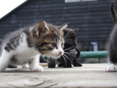 Pas op! Kattenziekte in Ermelo en Harderwijk