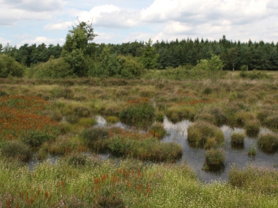 Bos- en heidewandeling Staverden