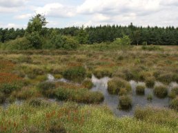 Bos- en heidewandeling Staverden