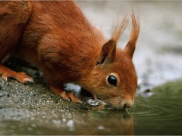 Dieren in het bos, Landgoed Staverden