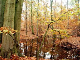 Wandeling op zoek naar wild in Leuvenum