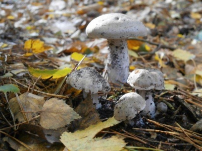 Herfstactiviteiten bij schaapskooi Ermelo