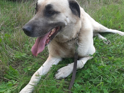 De Anatolische herder van de Garderenseweg is gevonden