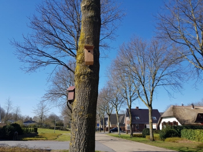 Gratis nestkastjes voor bestrijding eikenprocessierups