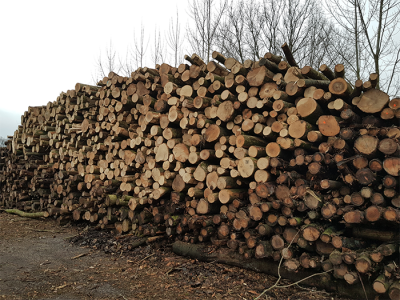 Kapwerkzaamheden in bosgebieden Ermelo