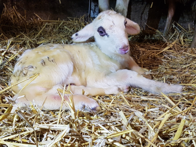 Eerste lammetje geboren bij Schaapskooi Ermelo